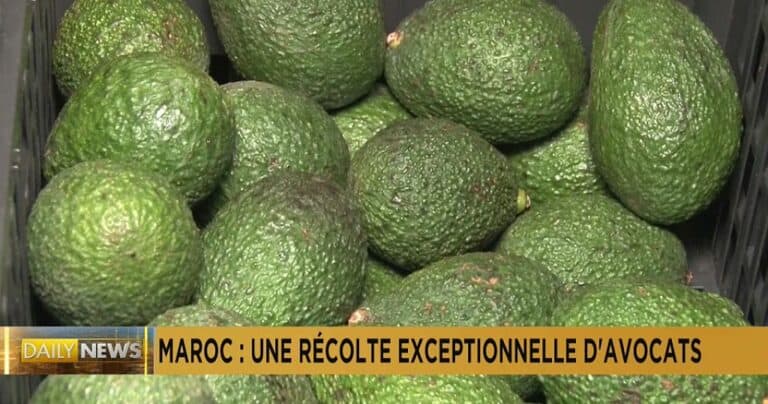 morocco: farmers on track for a bumper avocado harvest